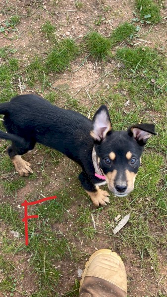 Working kelpie pups 