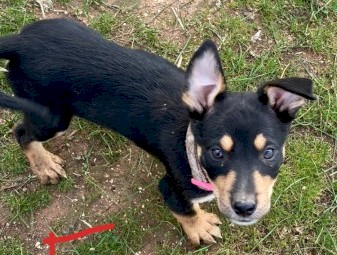 Working kelpie pups 