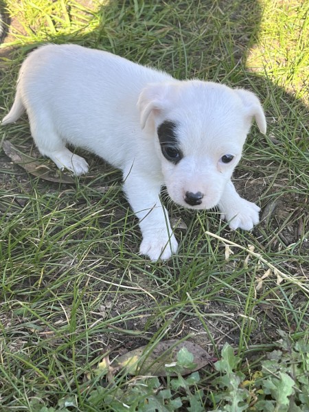 Jack Russell pups
