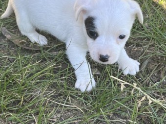 Jack Russell pups