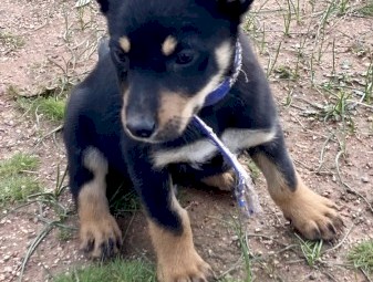 Working kelpie pups 