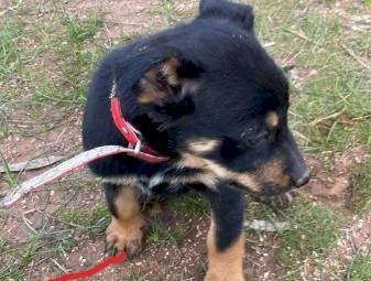 Working kelpie pups 