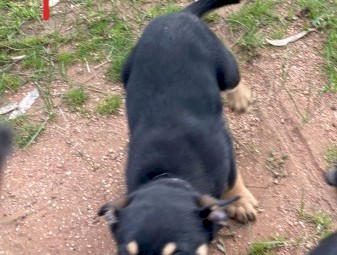 Working kelpie pups 