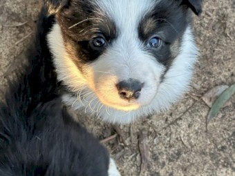 Pedigree border collie pups