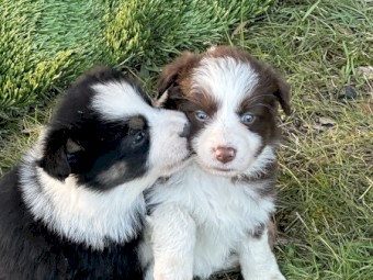 Pedigree border collie pups