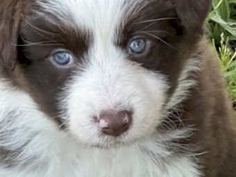 Pedigree border collie pups