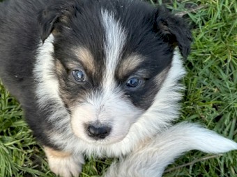 Pedigree border collie pups