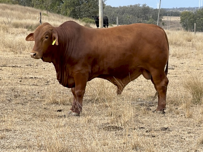 Old Sarum droughtmasters 2yo bulls