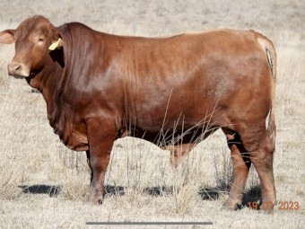 Old Sarum droughtmasters 2yo bulls