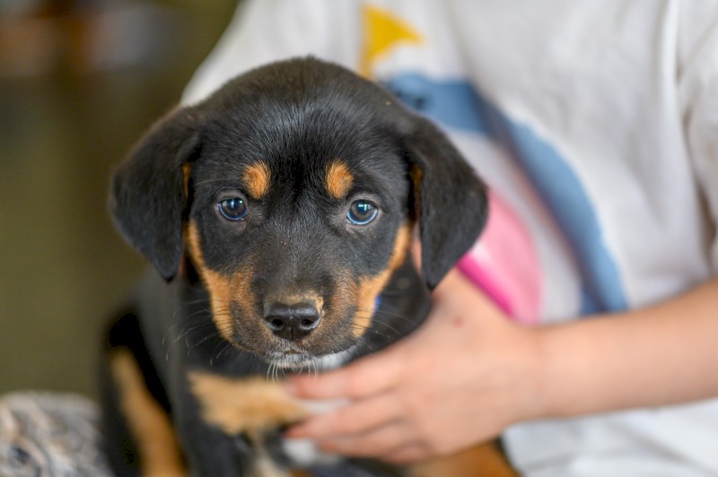 Australian Kelpie Puppies x3 left