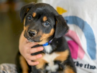 Australian Kelpie Puppies x3 left