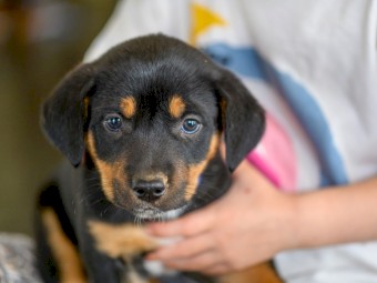 Australian Kelpie Puppies x3 left