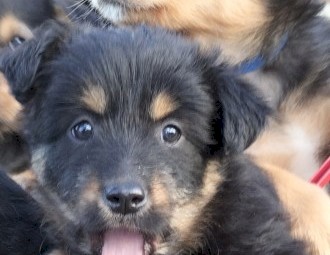 Kelpie/Border Collie X Tasmanian Smithfield (Not Heeler)