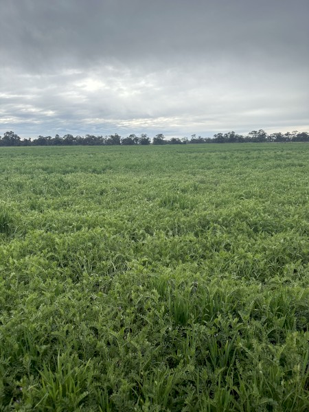 EOI Standing Barley/Vetch Crop