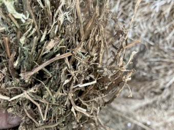 100mt Vetch Hay 8x4x3 Bales