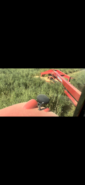 Oats vetch clover