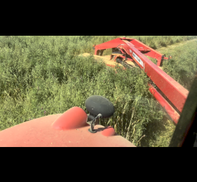 Oats vetch clover