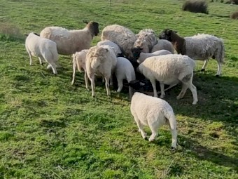 Dorper ewes and ewes with lambs