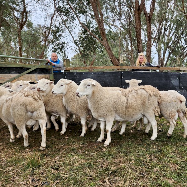 SheepMaster Rams  