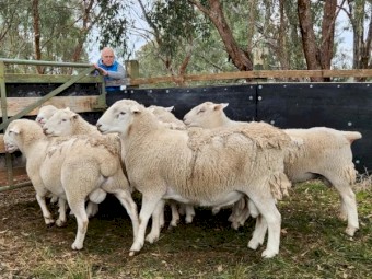 SheepMaster Rams  