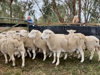 SheepMaster Rams  