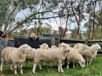 SheepMaster Rams  