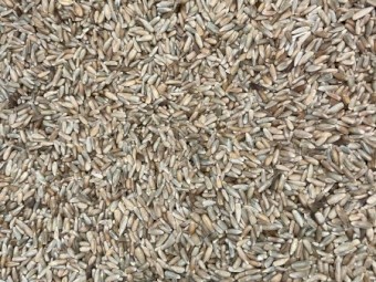 200mt Cereal Rye