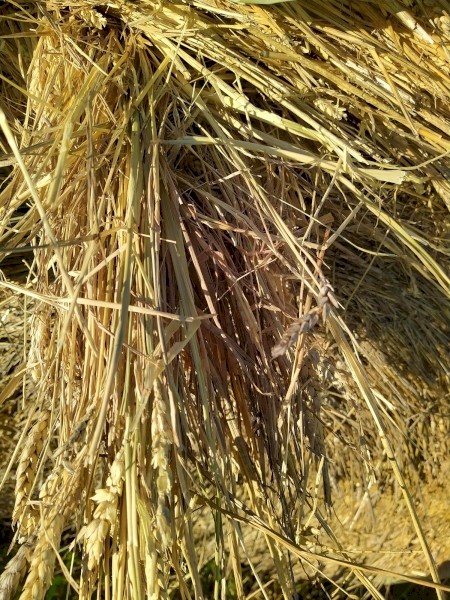 2 year old Oaten and Wheaten 5x4 Round Bales