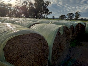 2 year old Oaten and Wheaten 5x4 Round Bales