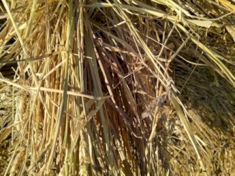 2 year old Oaten and Wheaten 5x4 Round Bales