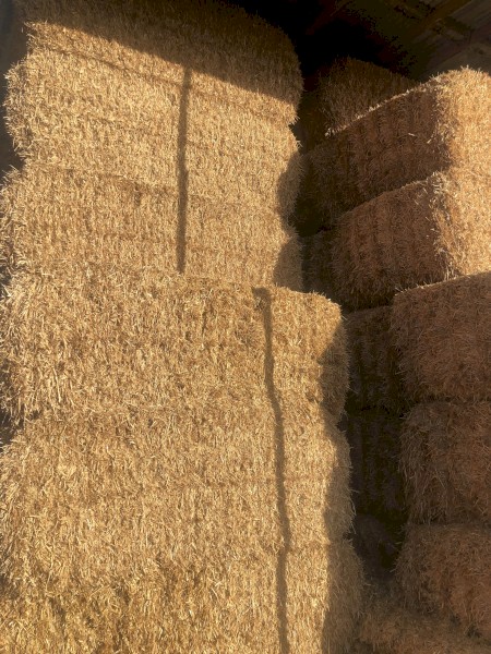 'Steamed' Header Trail Barley Straw