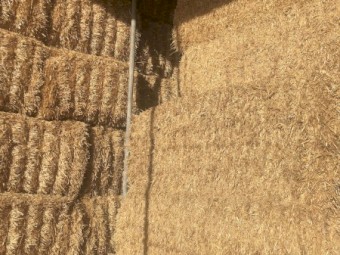 'Steamed' Header Trail Barley Straw