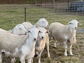 Australian White Rams x 13