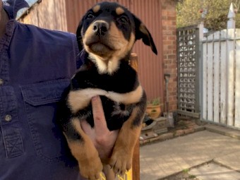 Male Kelpie Pups
