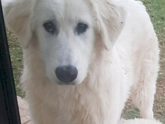 Female Maremma pup 6.5 mths