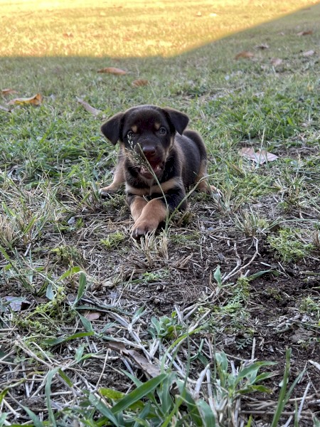 Kelpie Pups For Sale