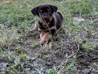 Kelpie Pups For Sale