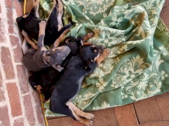 Kelpie Pups must go by 7th October