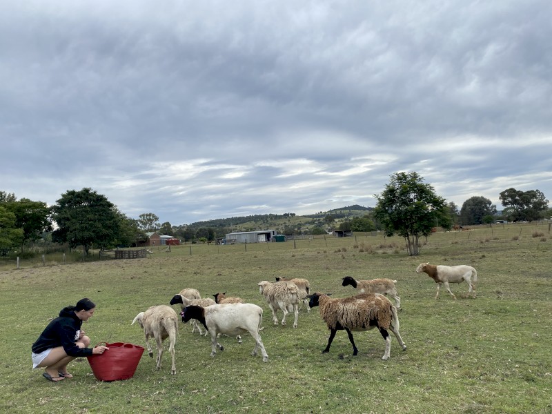 Dorper x sheep