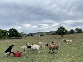 Dorper x sheep