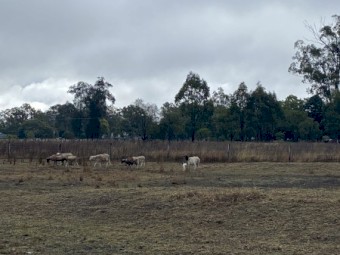 Dorper x sheep