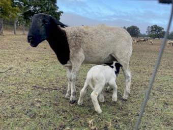 Dorper x sheep