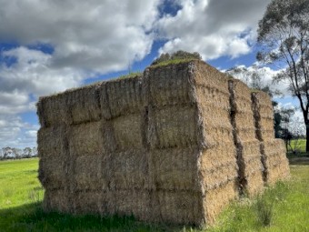 Rye Grass Hay For Sale