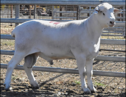 Sheepmaster Rams