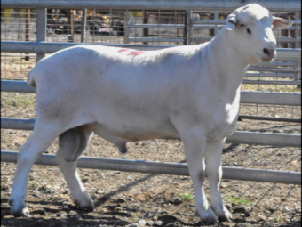 Sheepmaster Rams