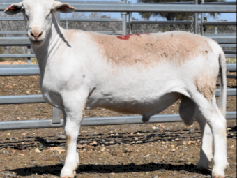 Sheepmaster Rams