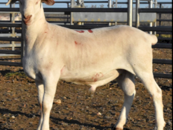 Sheepmaster Rams