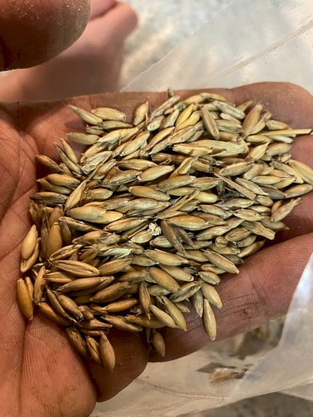 40mt Feed Oats