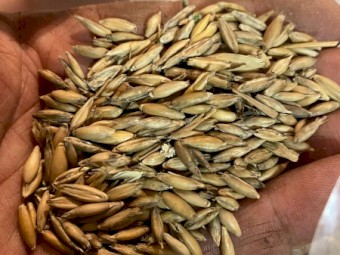 40mt Feed Oats