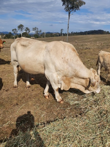Charbray Bull